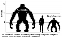 A size comparison of the extinct Gigantopithecus Ape versus the modern Human. One meter is ~3 ft., 3.5 in.