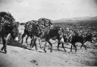 Burros bring firewood to Santa Fe, 1930